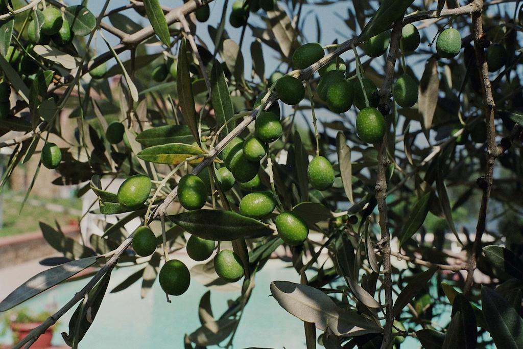 فيلا Borgo Rapale المظهر الخارجي الصورة